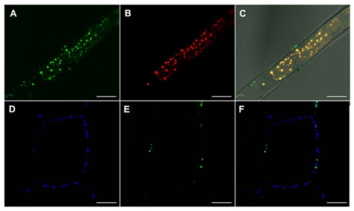 FIGURE 3