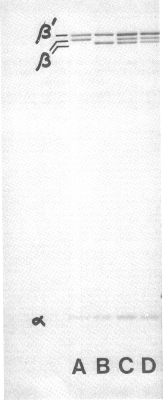 graphic file with name jbacter00331-0604-a.jpg