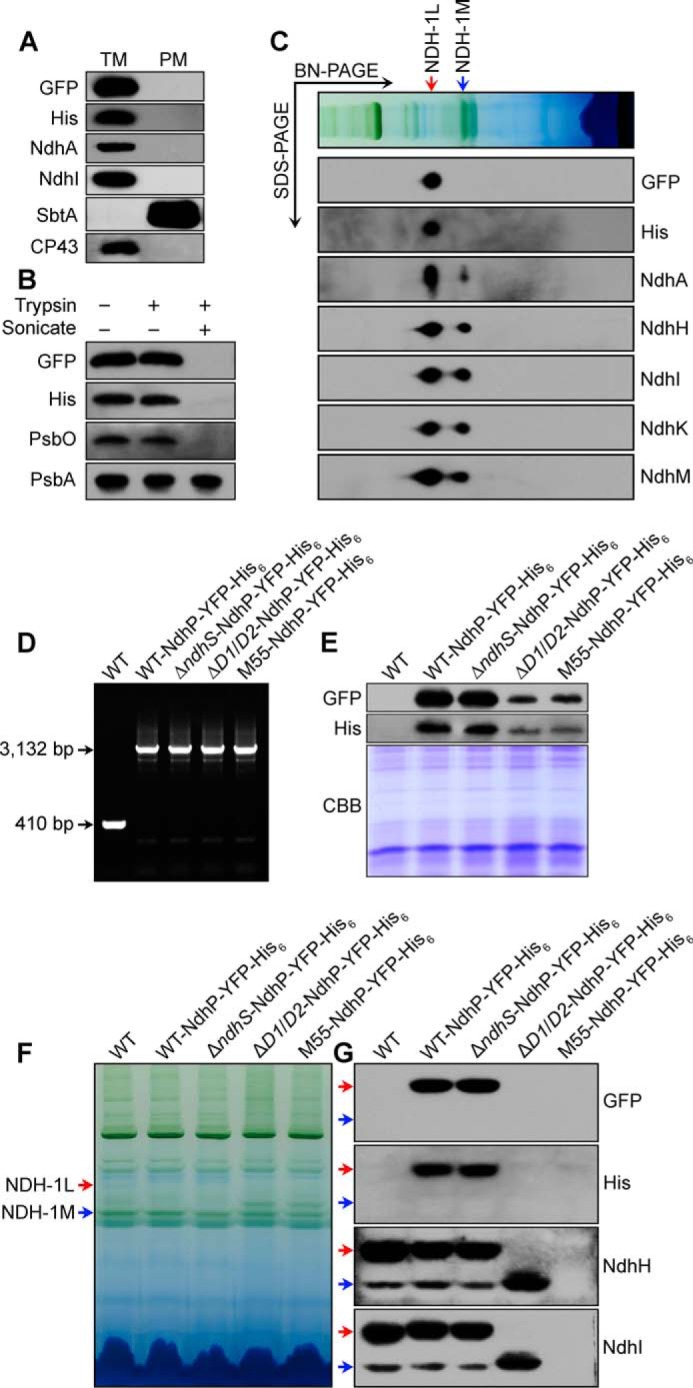 FIGURE 7.