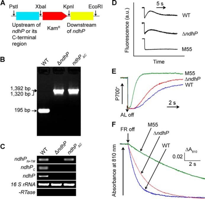 FIGURE 2.