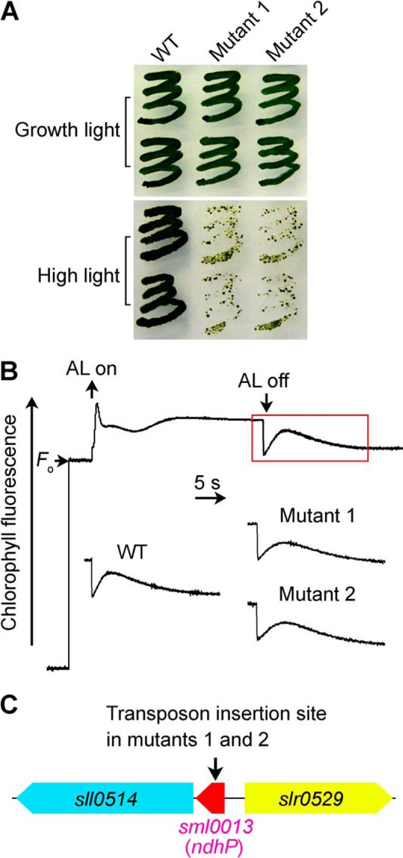 FIGURE 1.