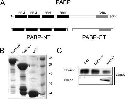 FIG. 6.