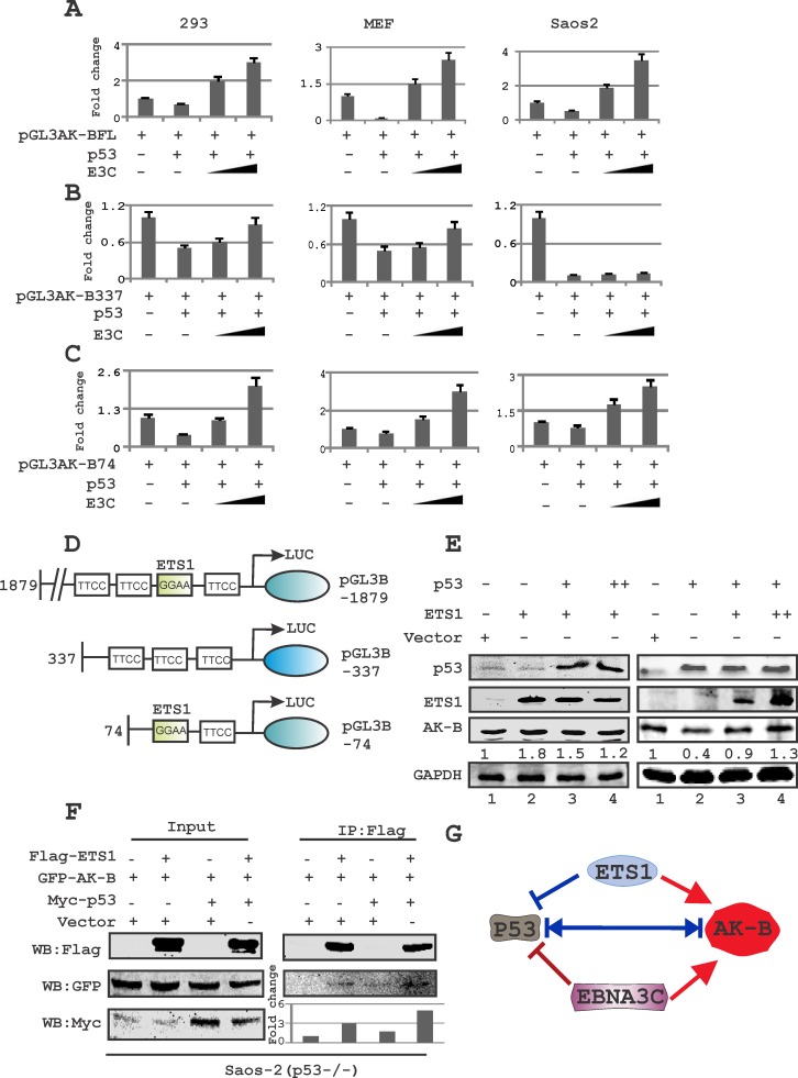 Fig 3