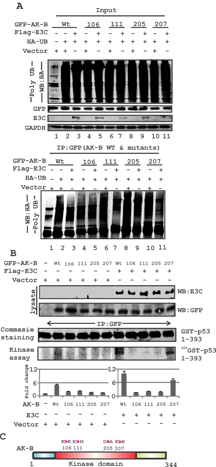 Fig 6