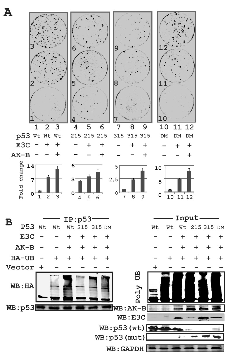 Fig 5