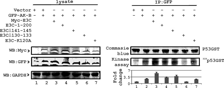 Fig 7