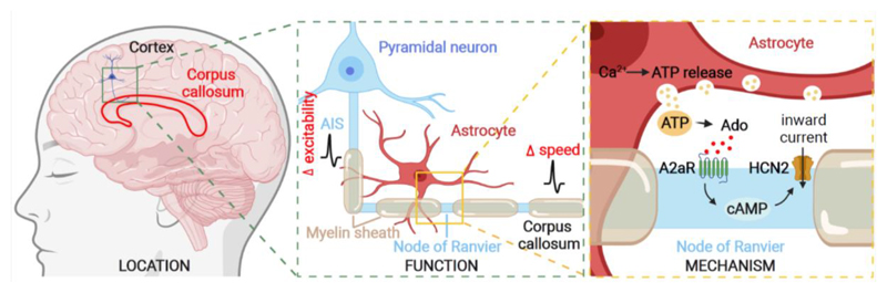 Astrocytes regulate myelinated axon excitability and conduction speed.