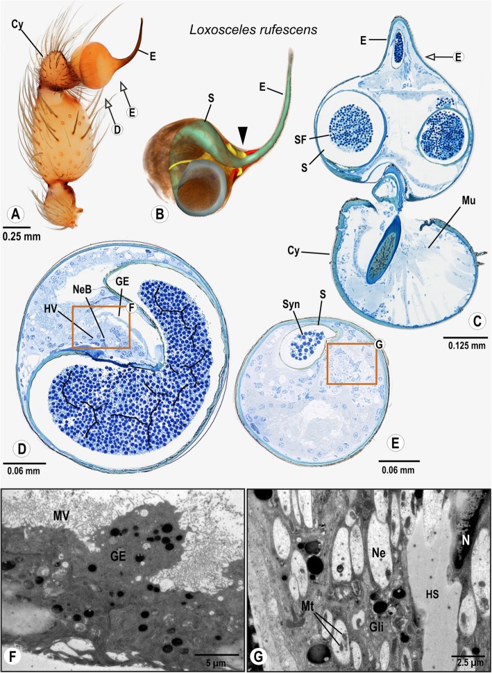 Fig. 5