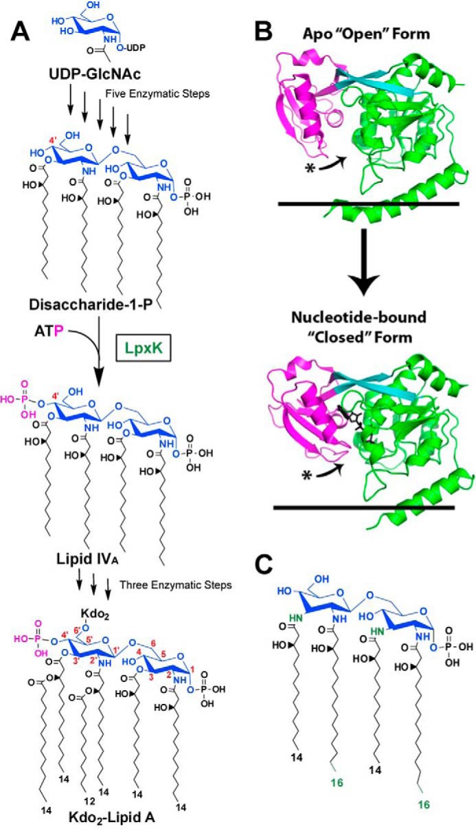 FIGURE 1.