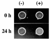 FIG. 6.