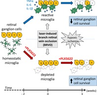 graphic file with name GLIA-68-574-g008.jpg