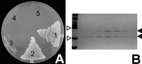 FIGURE 4.