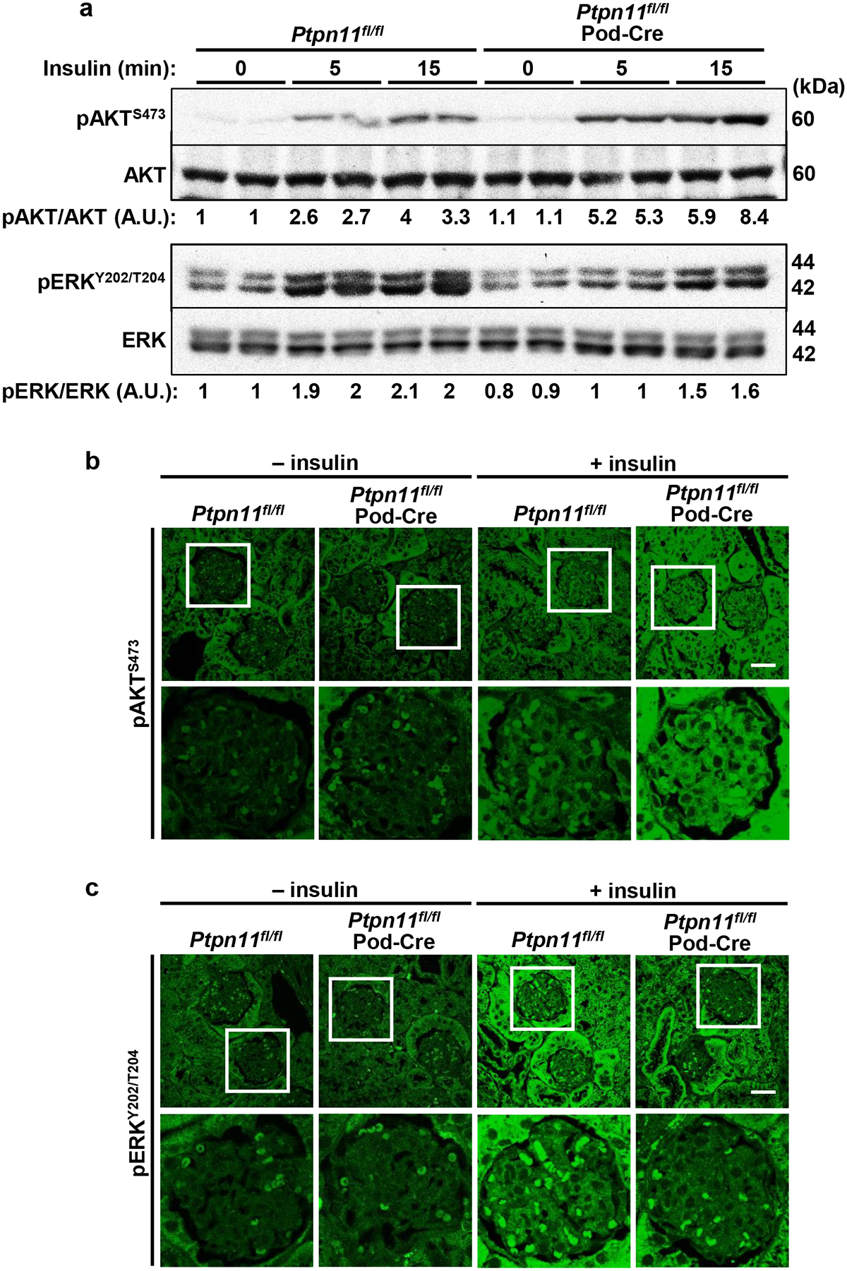 Fig. 5: