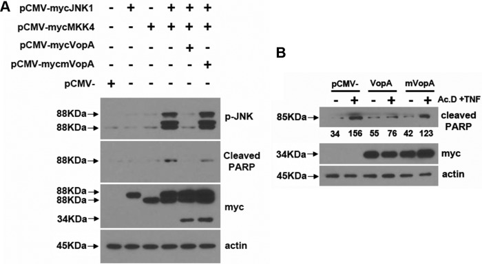 FIG 6