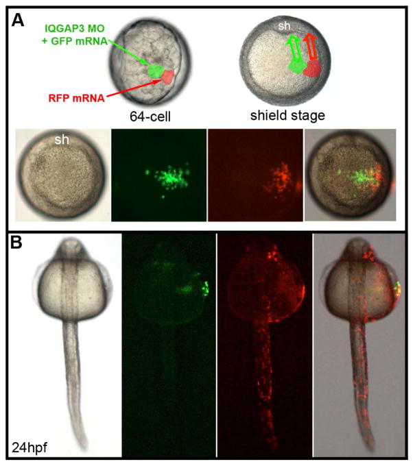 Fig. 8