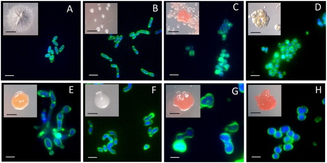 FIGURE 4