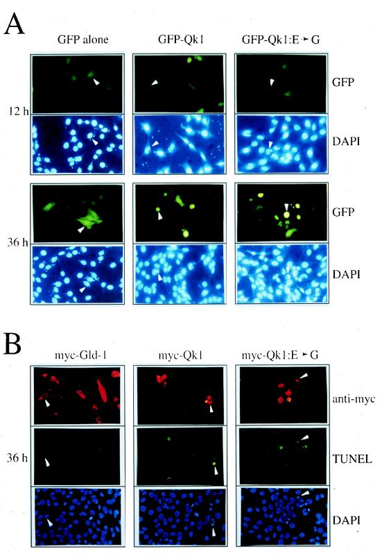 FIG. 6