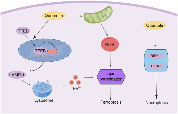 FIGURE 4