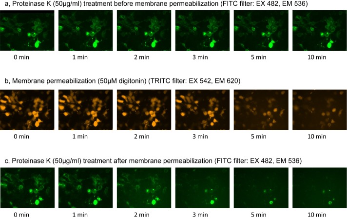 Figure 2—figure supplement 4.