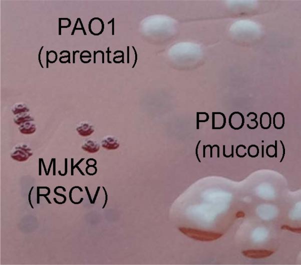 Fig. 2