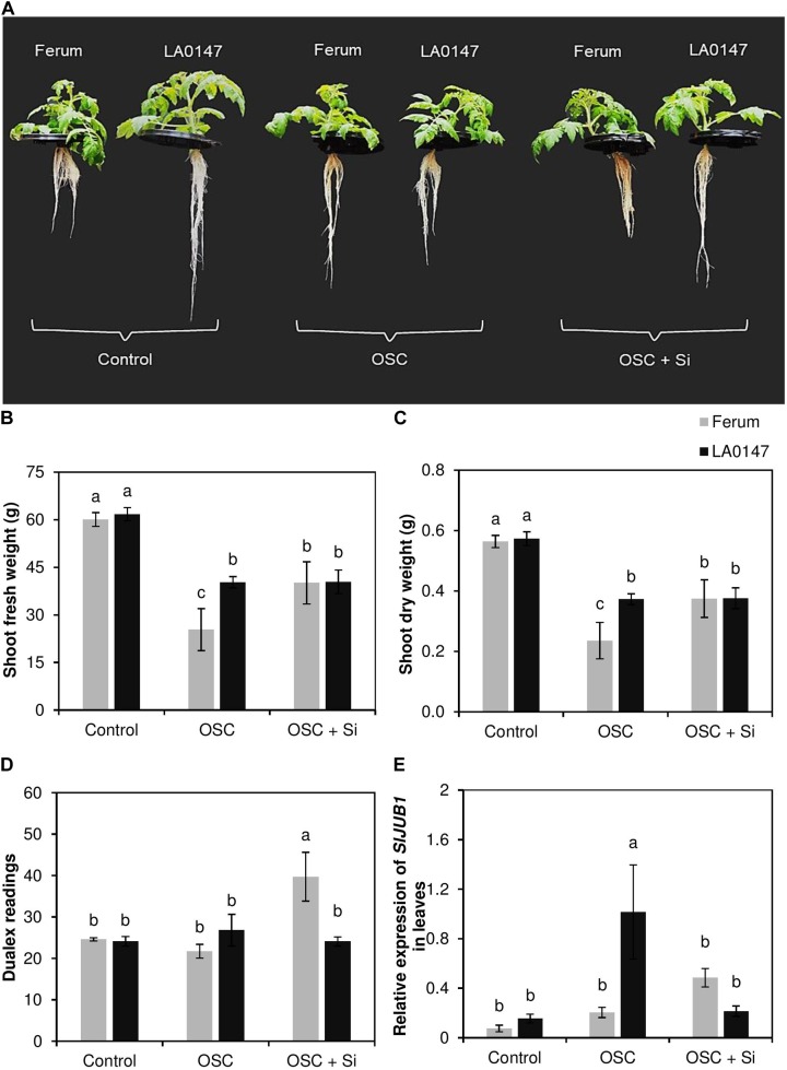 FIGURE 1