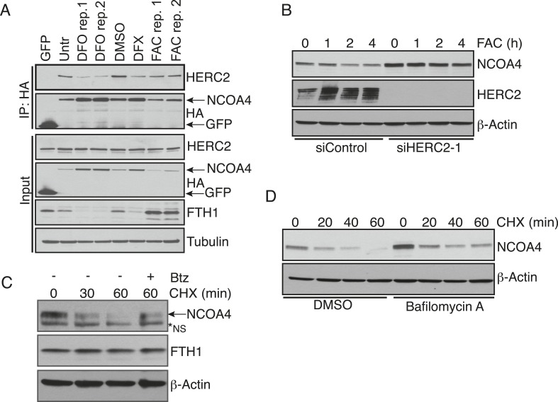 Figure 3—figure supplement 1.