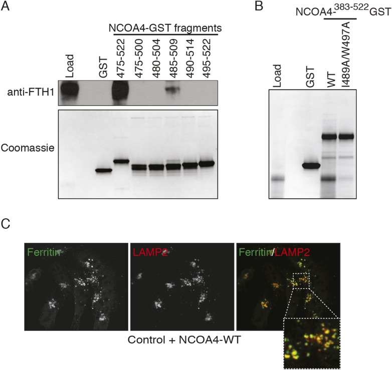 Figure 1—figure supplement 1.