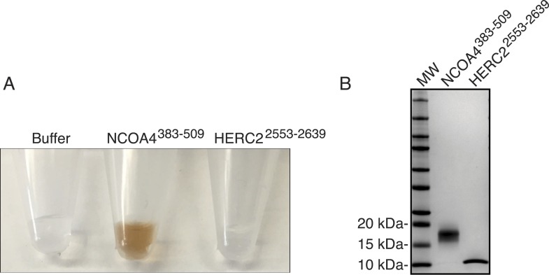 Figure 4—figure supplement 1.