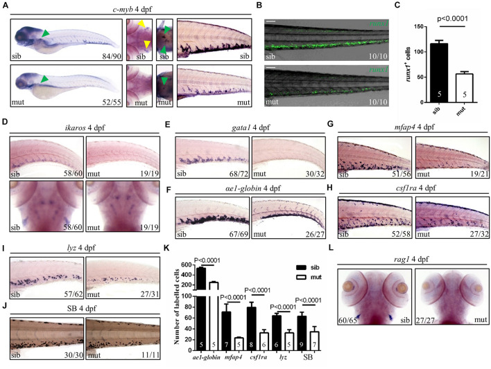 FIGURE 3