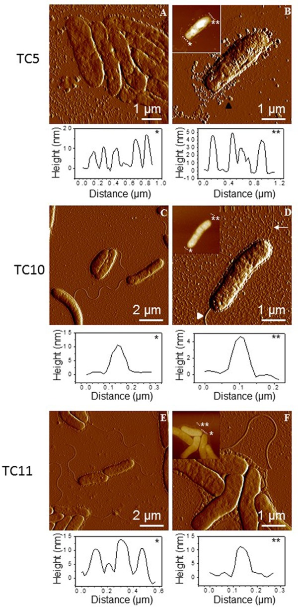 FIGURE 4