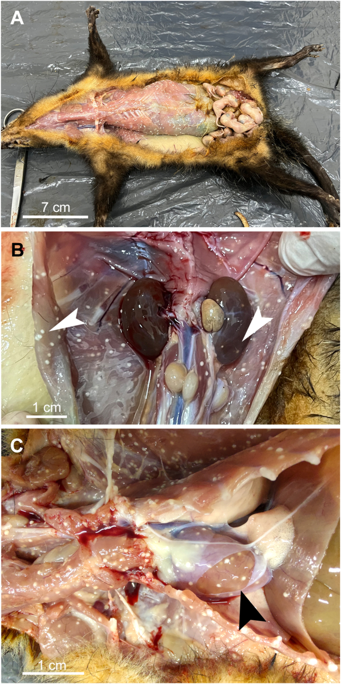 Fig. 2