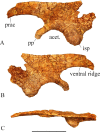 Fig 21