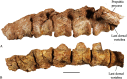 Fig 14