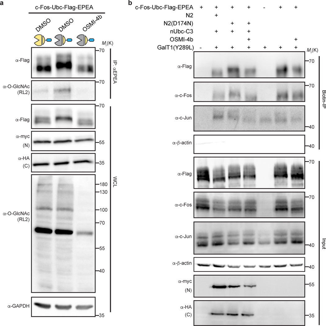 Extended Data Fig. 10