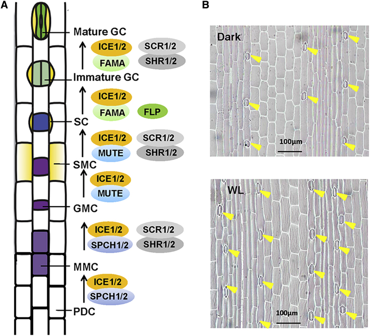 Figure 3