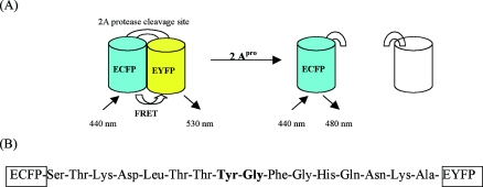 FIG. 1.