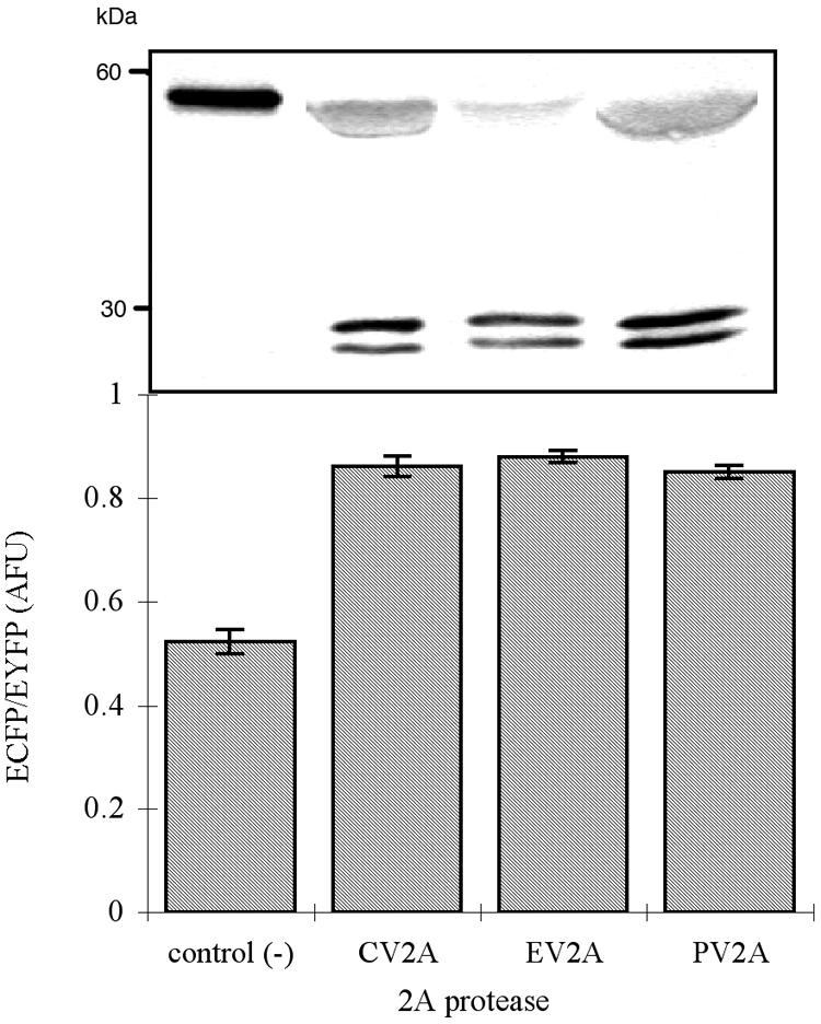 FIG. 5.