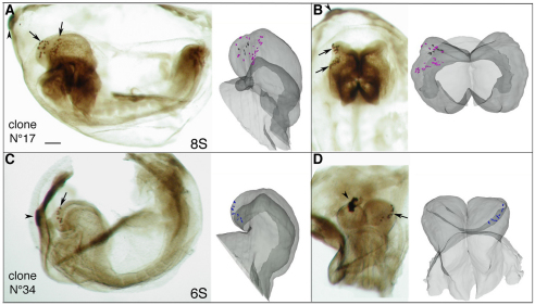 Fig. 7.