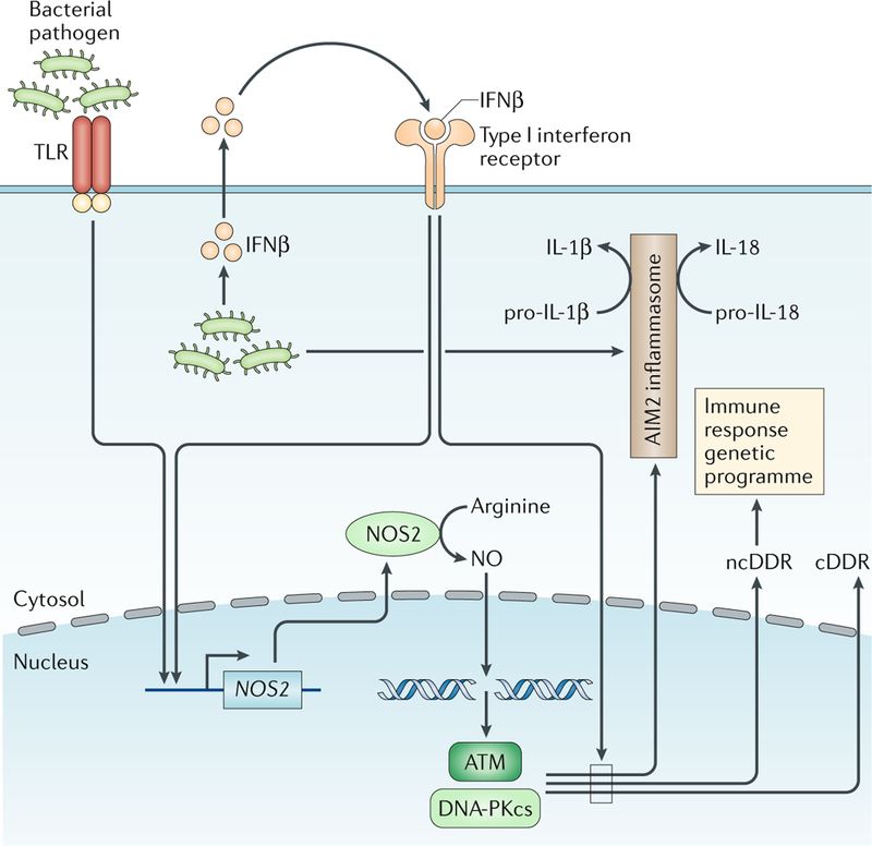 Fig. 7:|