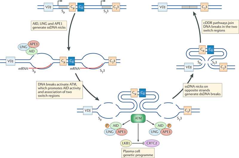 Fig. 6:|