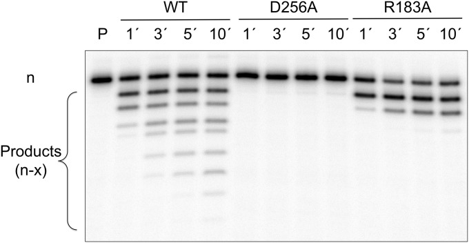 Fig. 6.