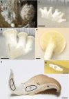 Figure 1—figure supplement 1.