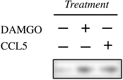 Fig 3.