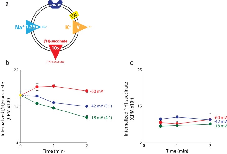 Figure 3—figure supplement 1.