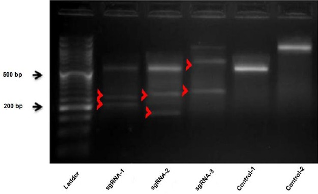 Figure 4