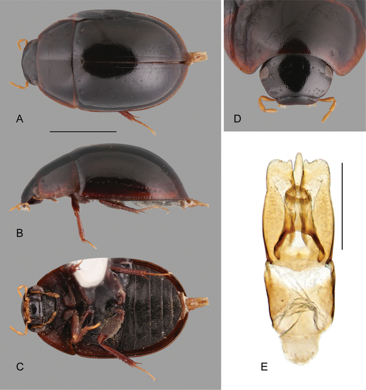 Figure 21.