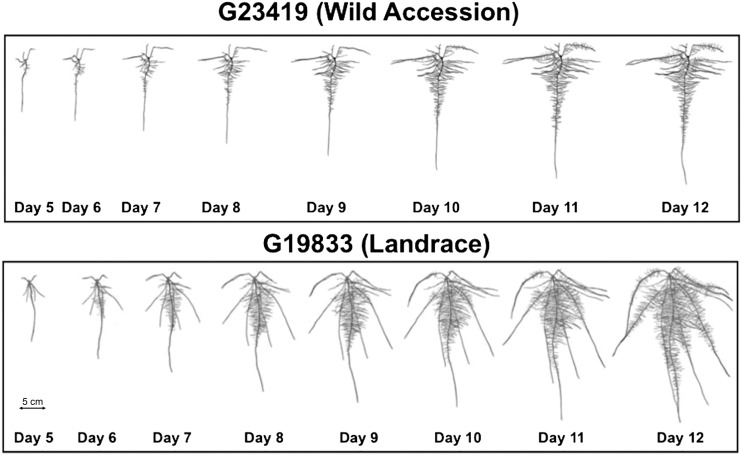 Figure 4.