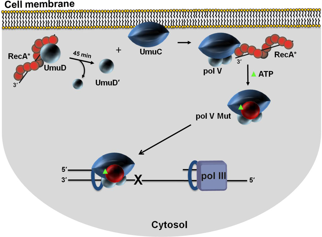 Figure 7