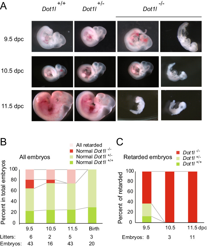 Maternal Dot L Is Dispensable For Mouse Development Pmc