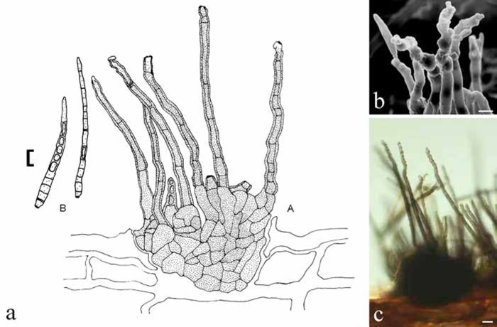 Fig. 26.